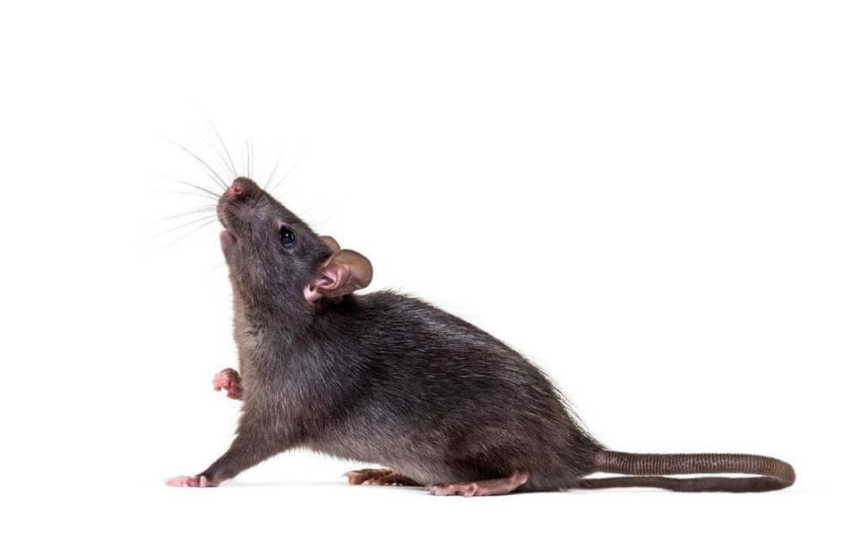 Rodent services