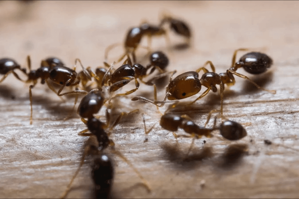 Ants