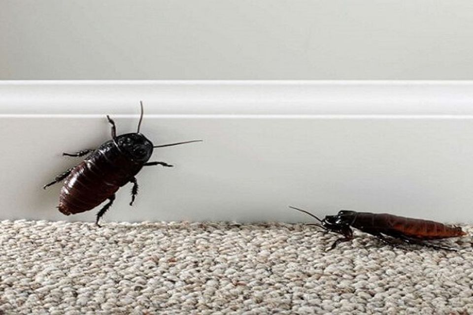 Cockroaches