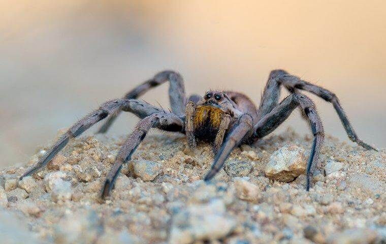 Spiders