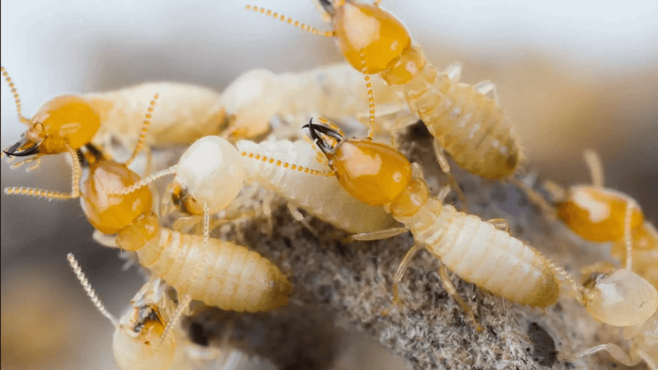 Termites